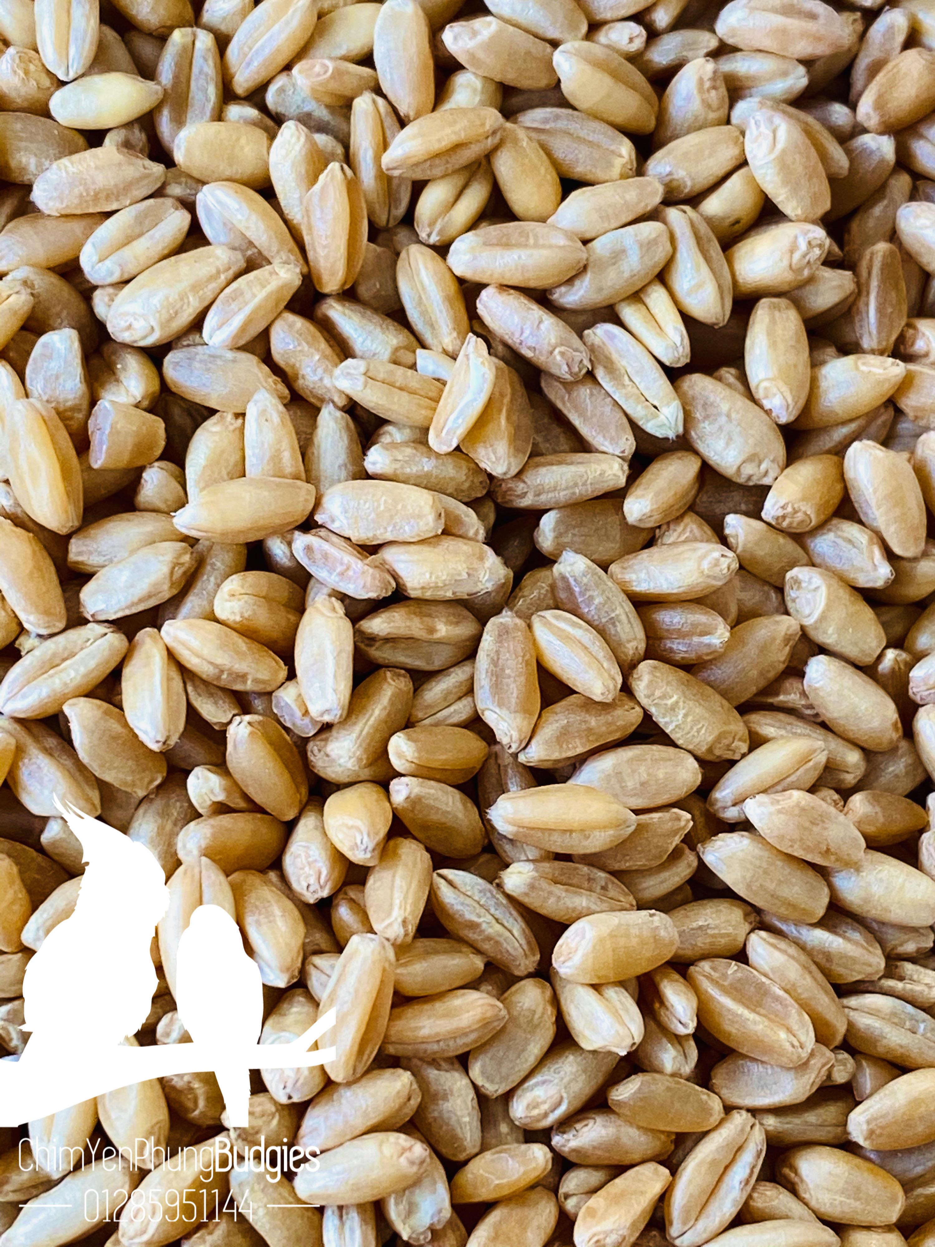 5kg Wheat (Barley) – Feed for Cattle and Poultry