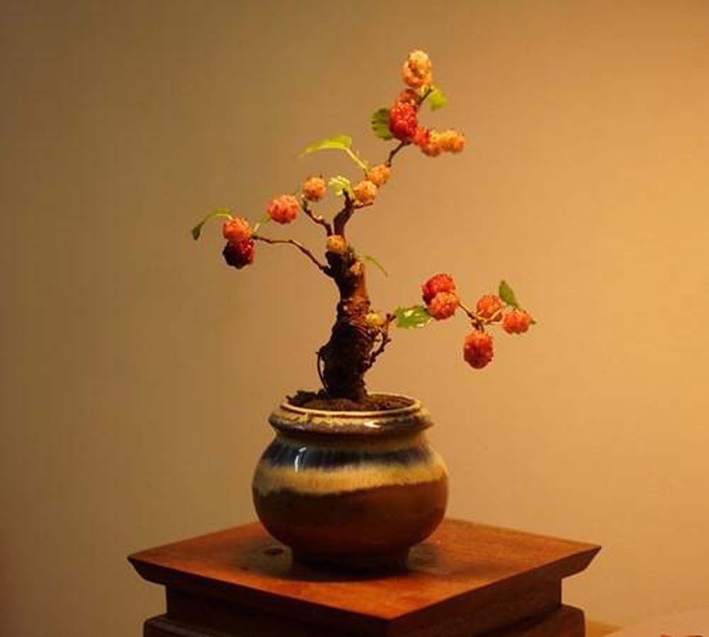 cây Dâu Tằm Bonsai ĐANG NHIỀU QUẢ