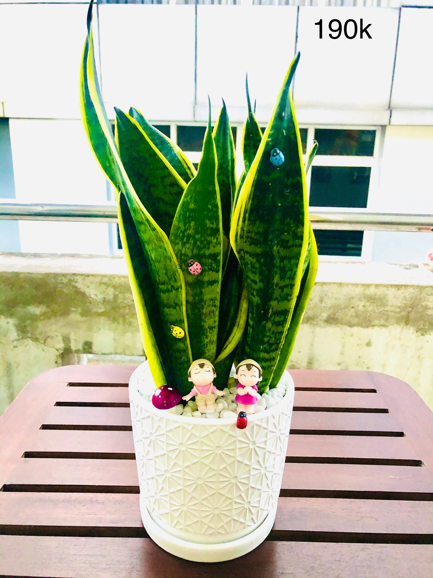 Chậu lưỡi hổ lớn để bàn