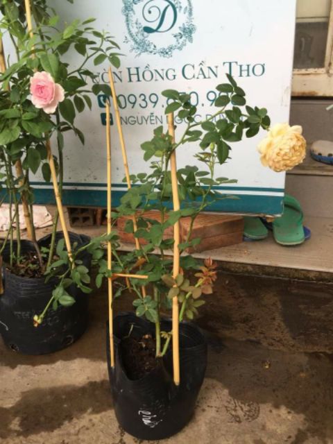 [ Xả - Cắt Lỗ] Hoa hồng ngoại Charles darwin