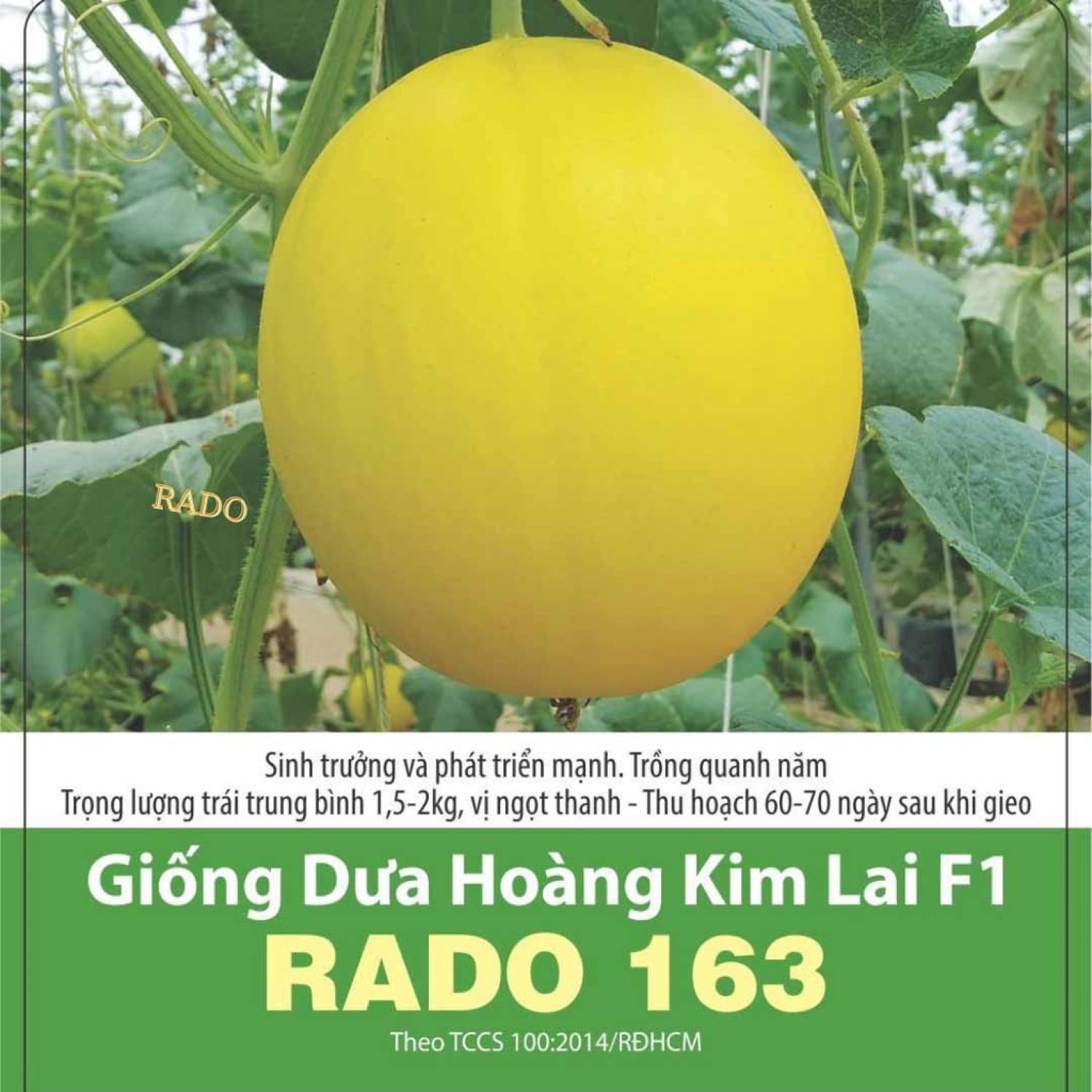 Hạt giống Dưa Hoàng Kim