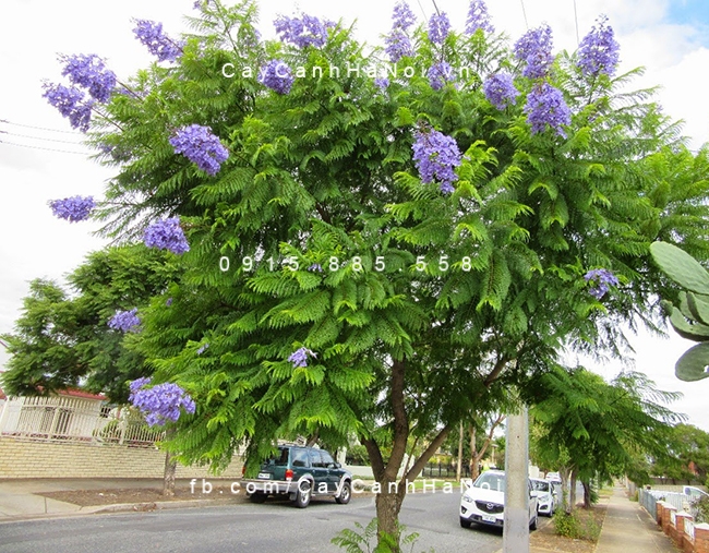 COMBO 2 CÂY PHƯỢNG  TÍM GIÁ CHỈ 99K CÓ BẢO HÀNH