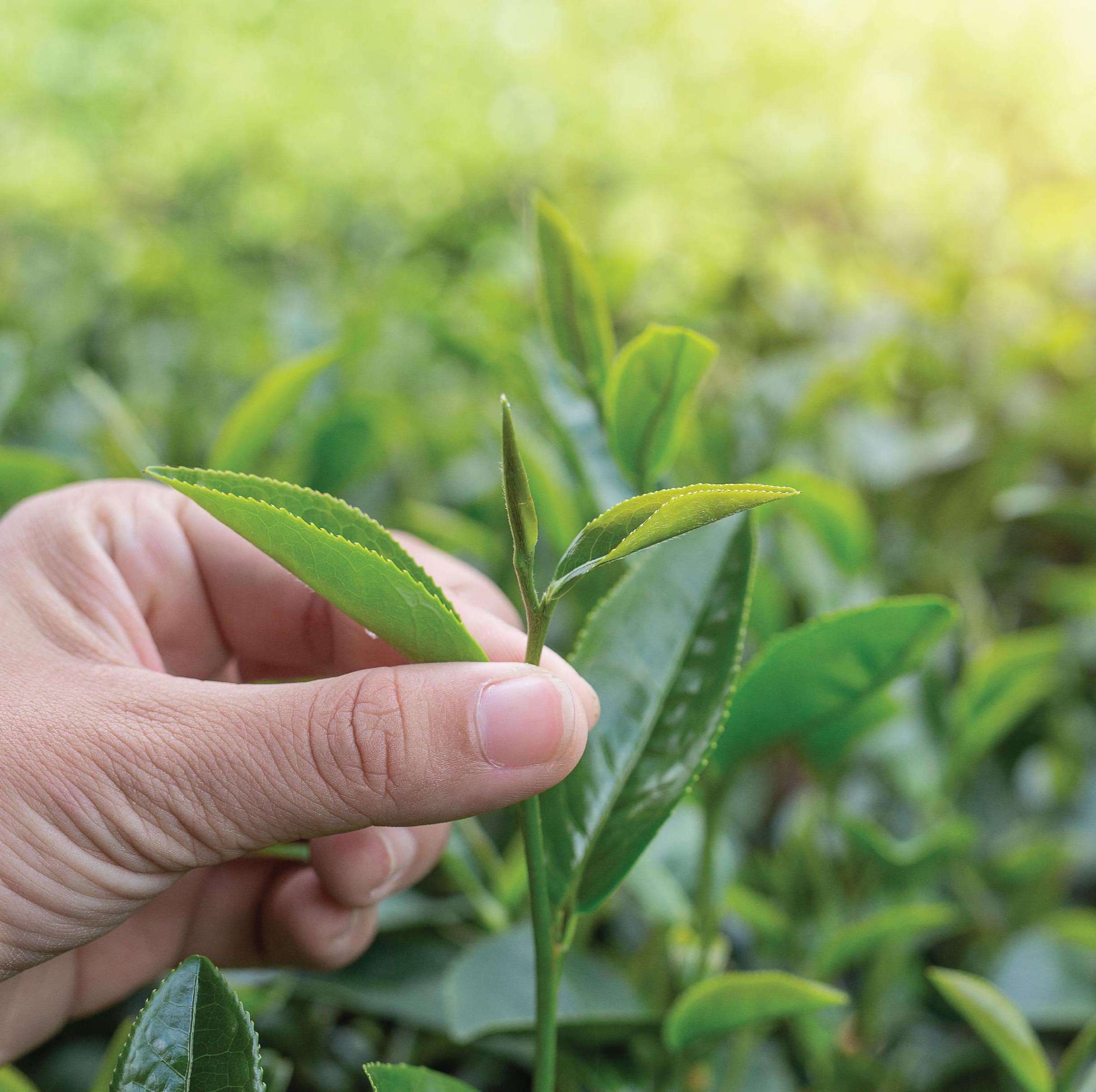Trà Oolong Đỏ DalatFarm - Túi 500g (Dòng chuyên pha chế)