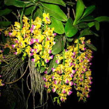 Hoa lan Giáng hương quế nâu