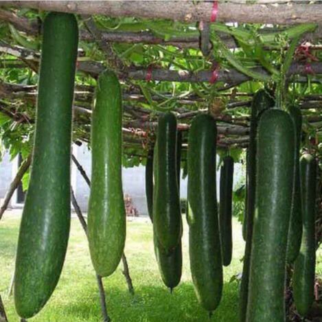 Hạt giống bí đao xanh trái dài