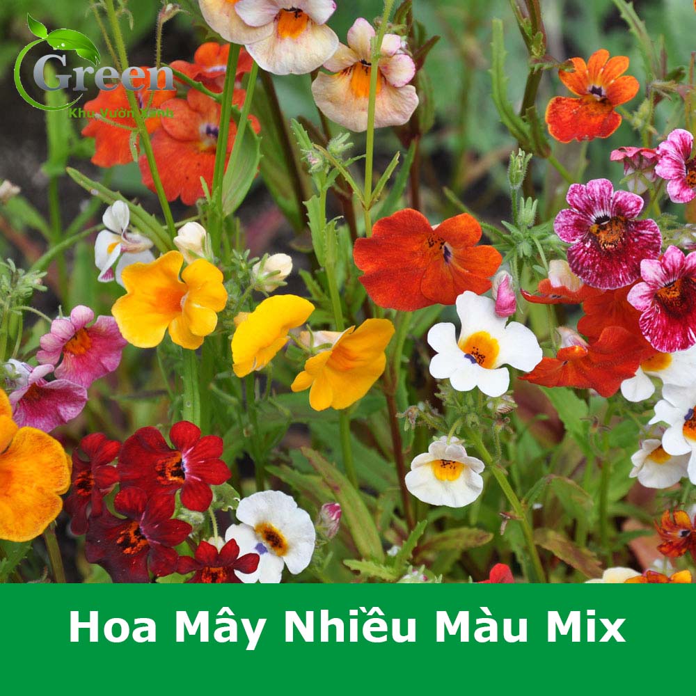 Hạt Giống Hoa Mây Nhiều Màu Mix