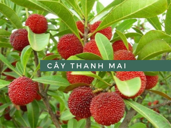 Cây thanh mai cao 50 cm