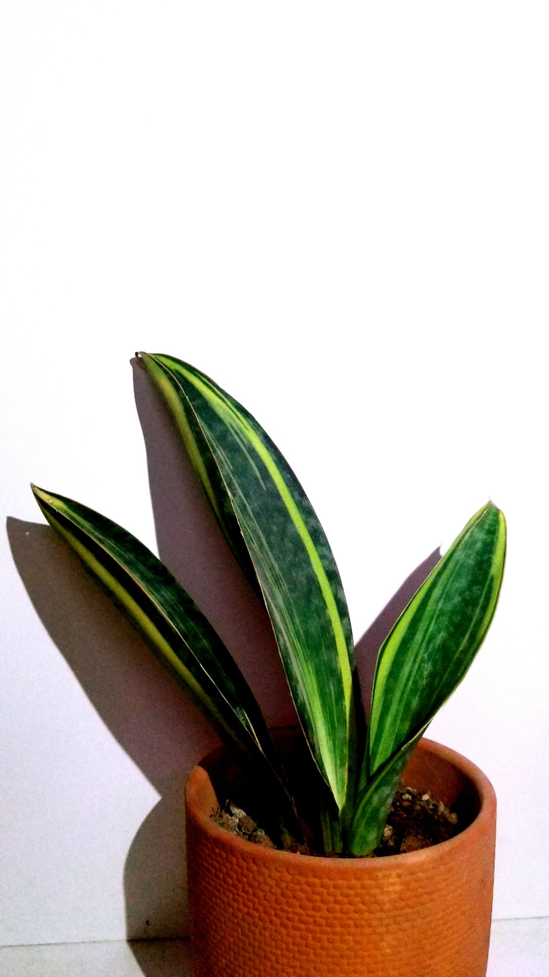 Lưỡi hổ Mason's Congo Var 3 lá size lá 27cm