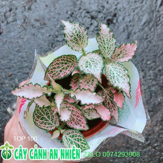 Cẩm Nhung Hồng Xoăn