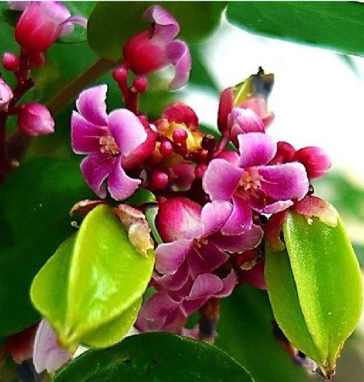 Hạt giống khế chua - gói 5 hạt