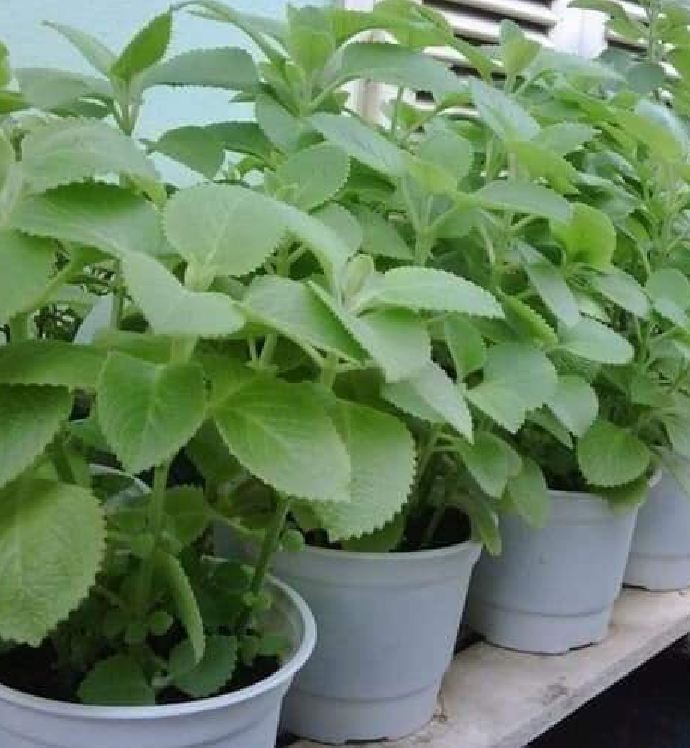 Hạt giống Húng chanh hay tần dày lá - 01gram (550 hạt )