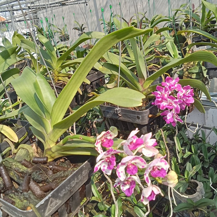 [Rẻ vô địch] ngọc điểm( đai trâu, nghinh xuân )thái lan, Cây Giống