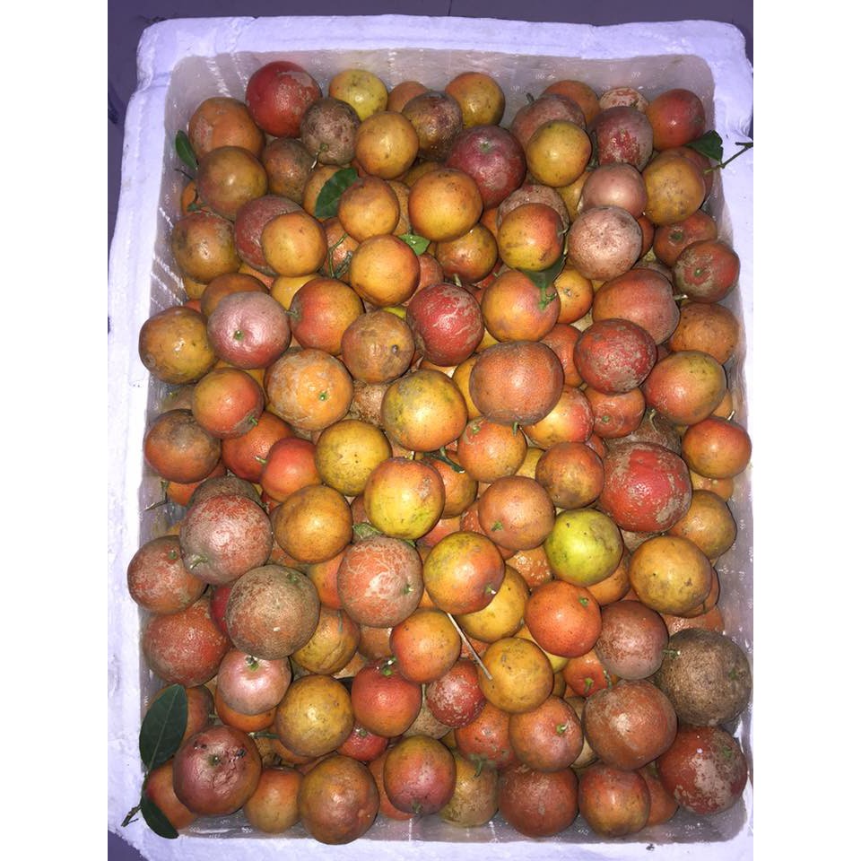 [HCM]Chanh Đào Mật Ong Đường Phèn Handmade|Hũ 500ml