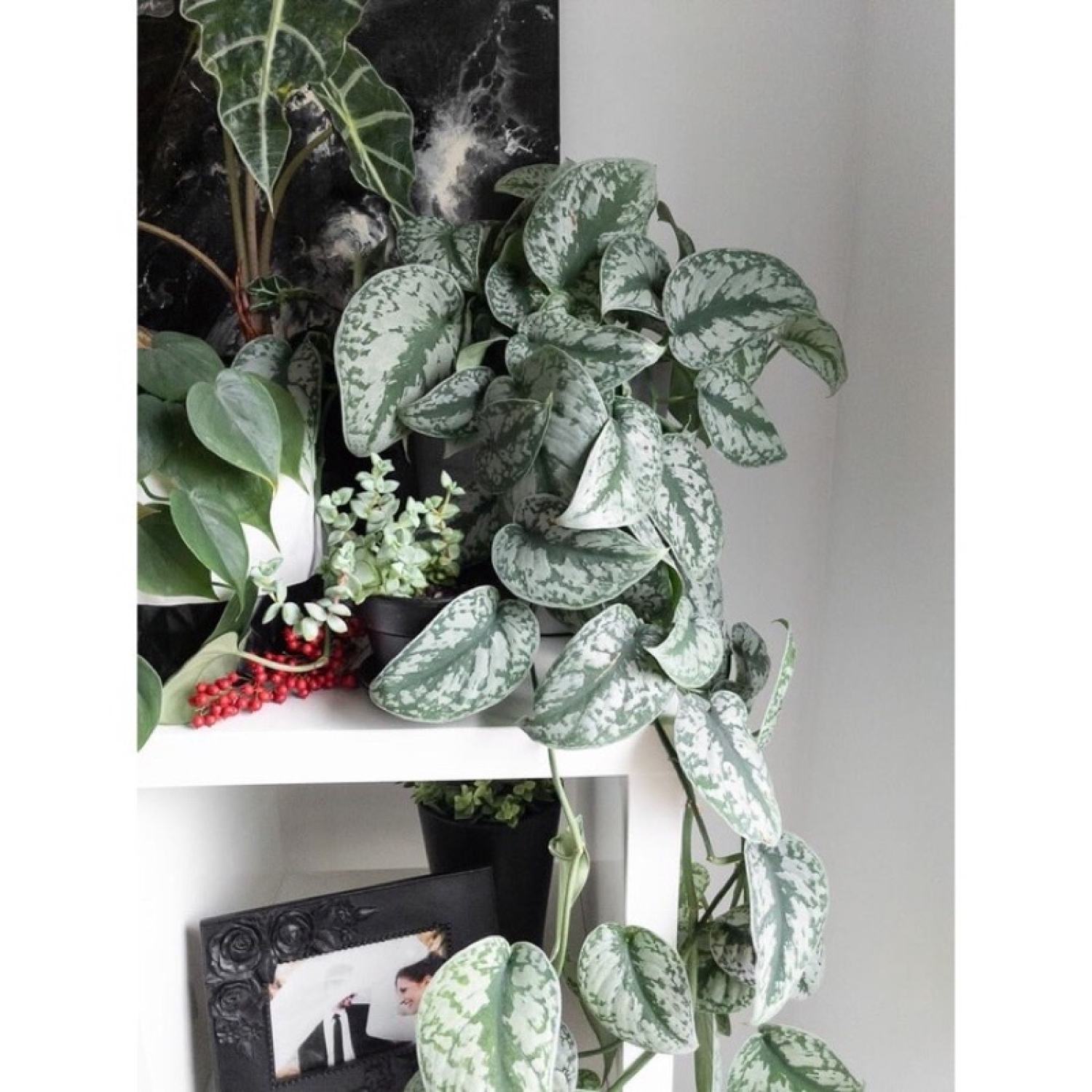 Cây Scindapsus pictus Exotica (Trầu Bà Exotica)