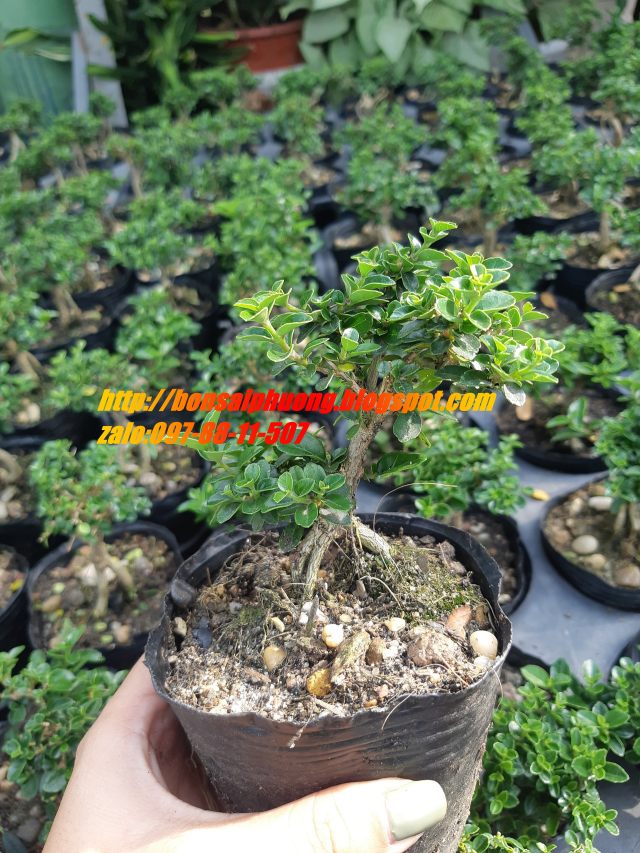 sam hương siêu mini