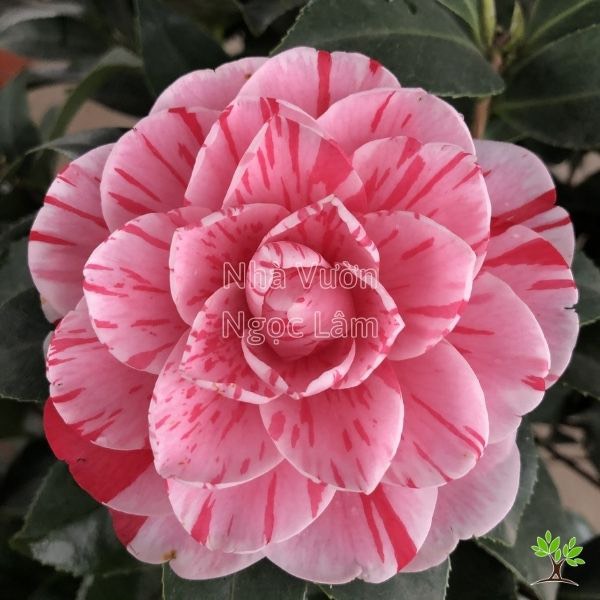 Cây trà my ngũ sắc giống thoát thân cao 60-70cm