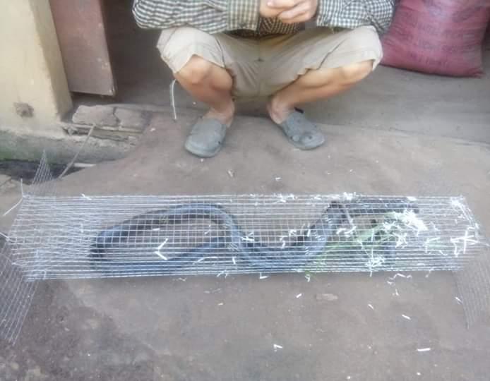lồng bẫy rắn dài 75cm (dây rút)