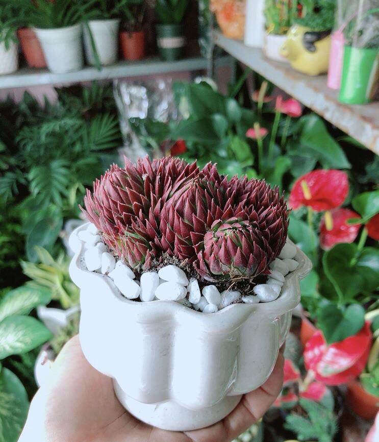 Chậu Sen Phật Bà Đỏ