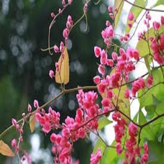 Cây hoa tigon hoa của tình yêu