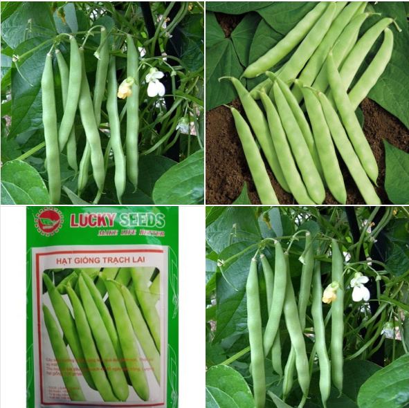 Túi 50 Gram Hạt giống đậu trạch lai