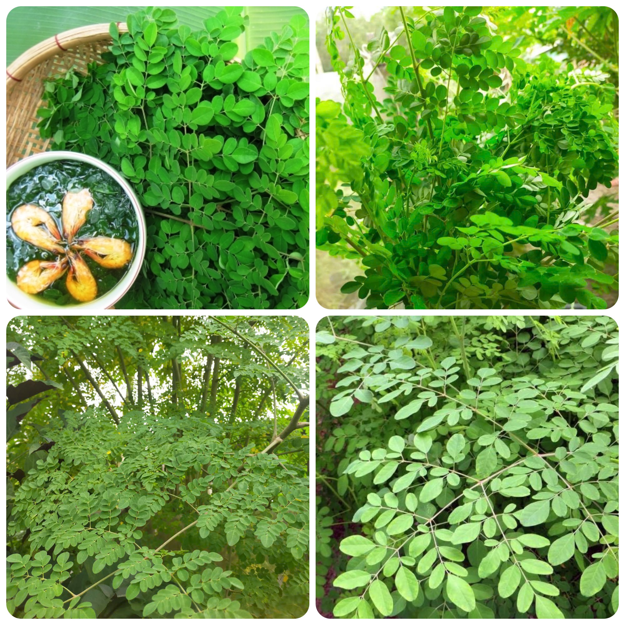 Hạt giống chùm ngây gói 2gr