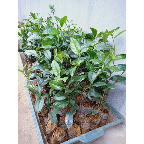 combo 3 Cây chè xanh giống Kim Thuý