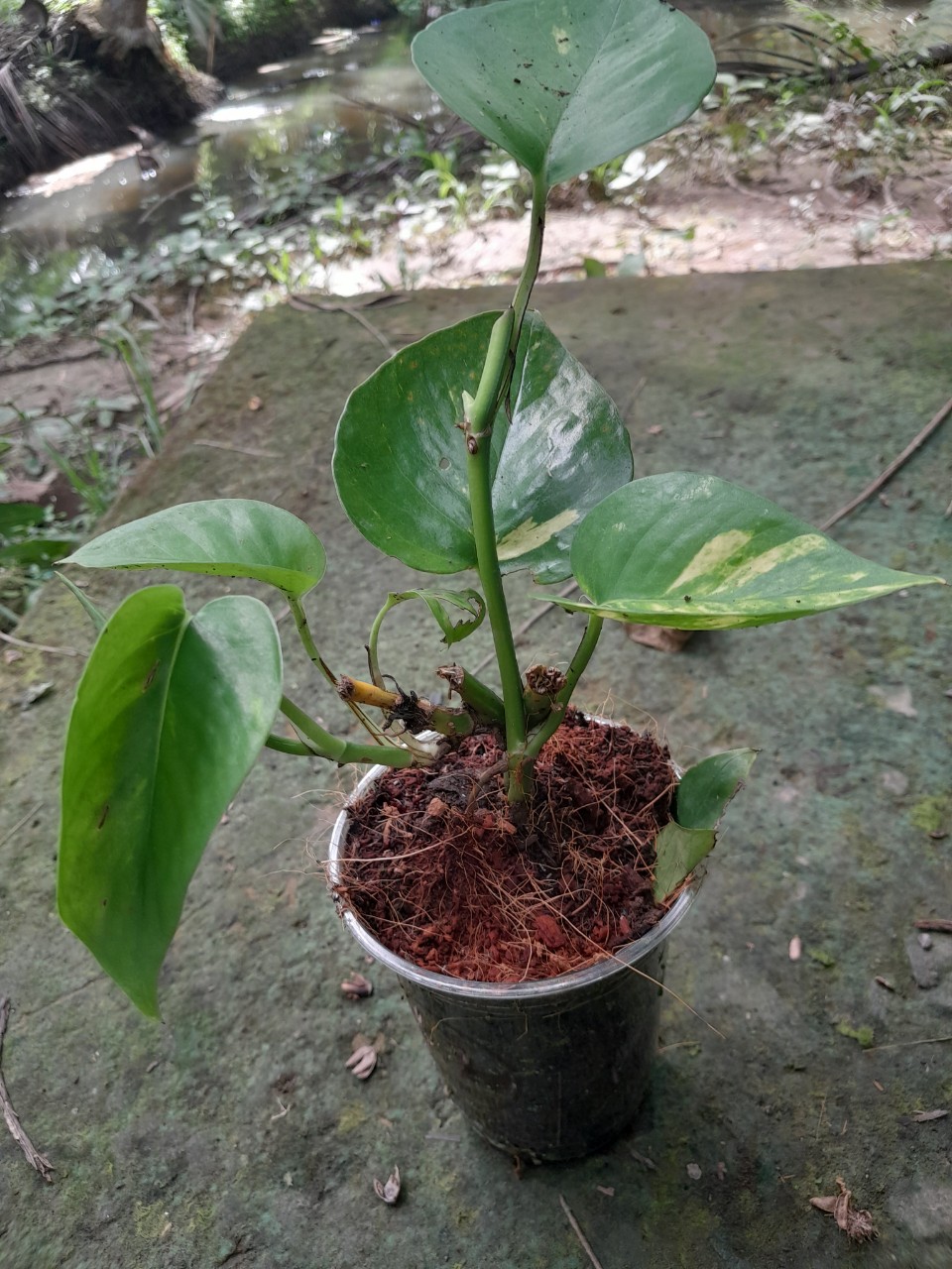 Cây Trầu bà ( trồng đất hoặc thủy sinh đều được)