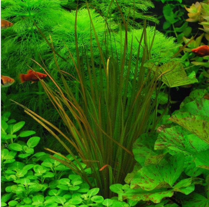 Cỏ tranh -Blyxa aubertii