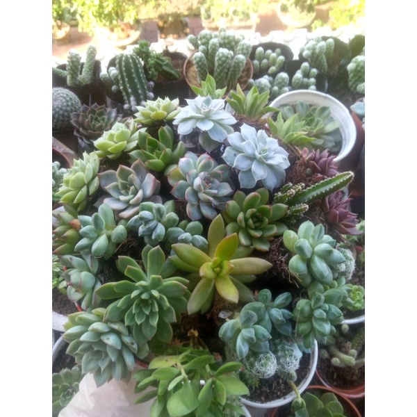 combo 5 cây sen đá mini 5 loại