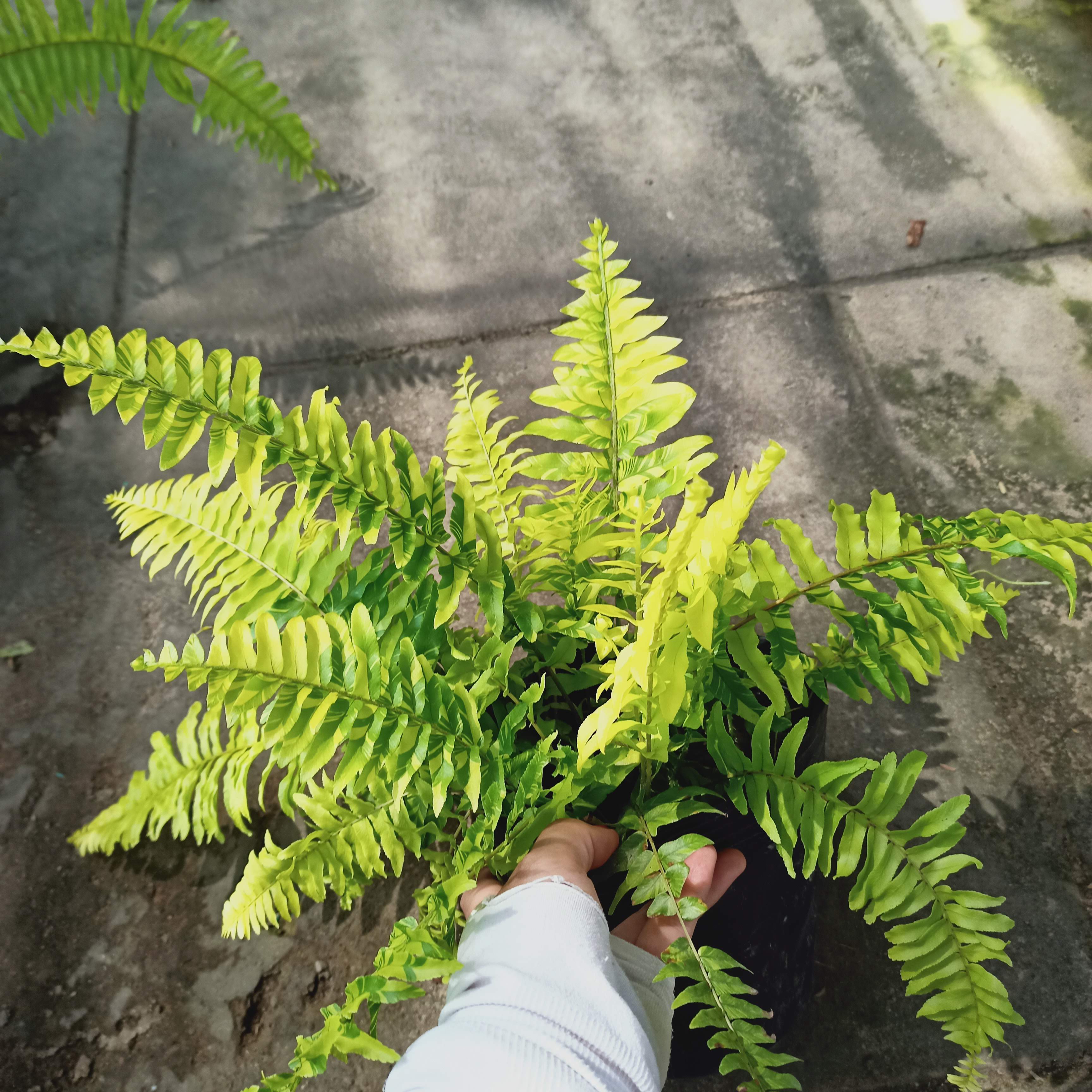Chậu cây dương xỉ cẩm thạch - Summer Garden