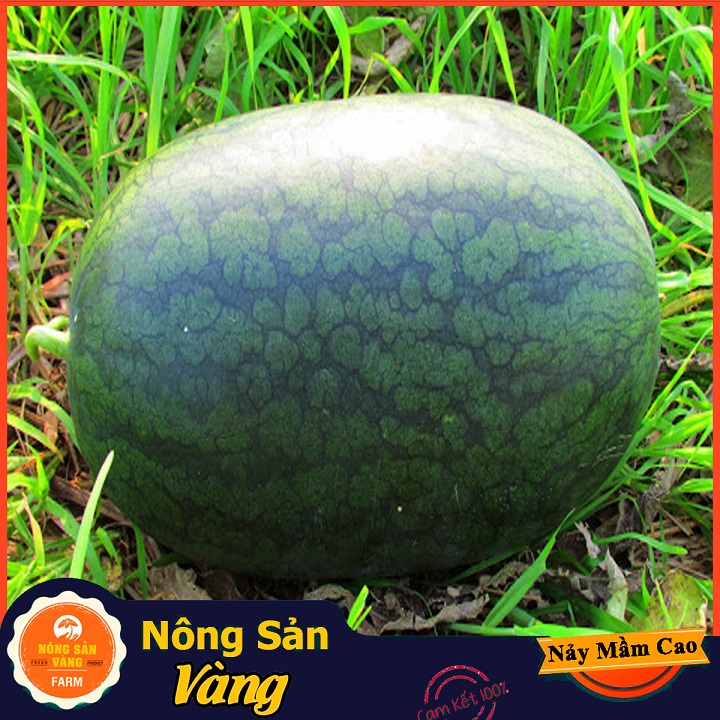 Low Seed (pack of 20 seeds)-shallow yellow