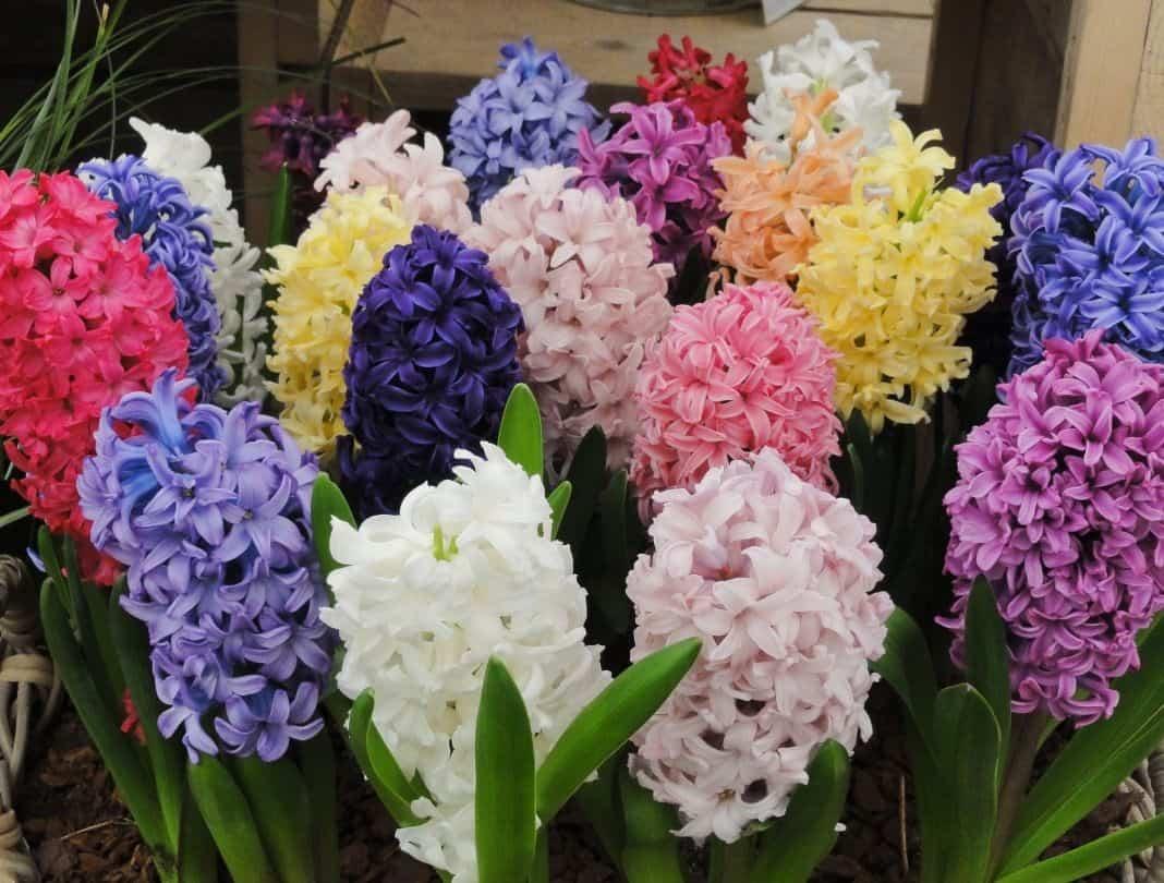 Củ hoa tiên ông màu mix