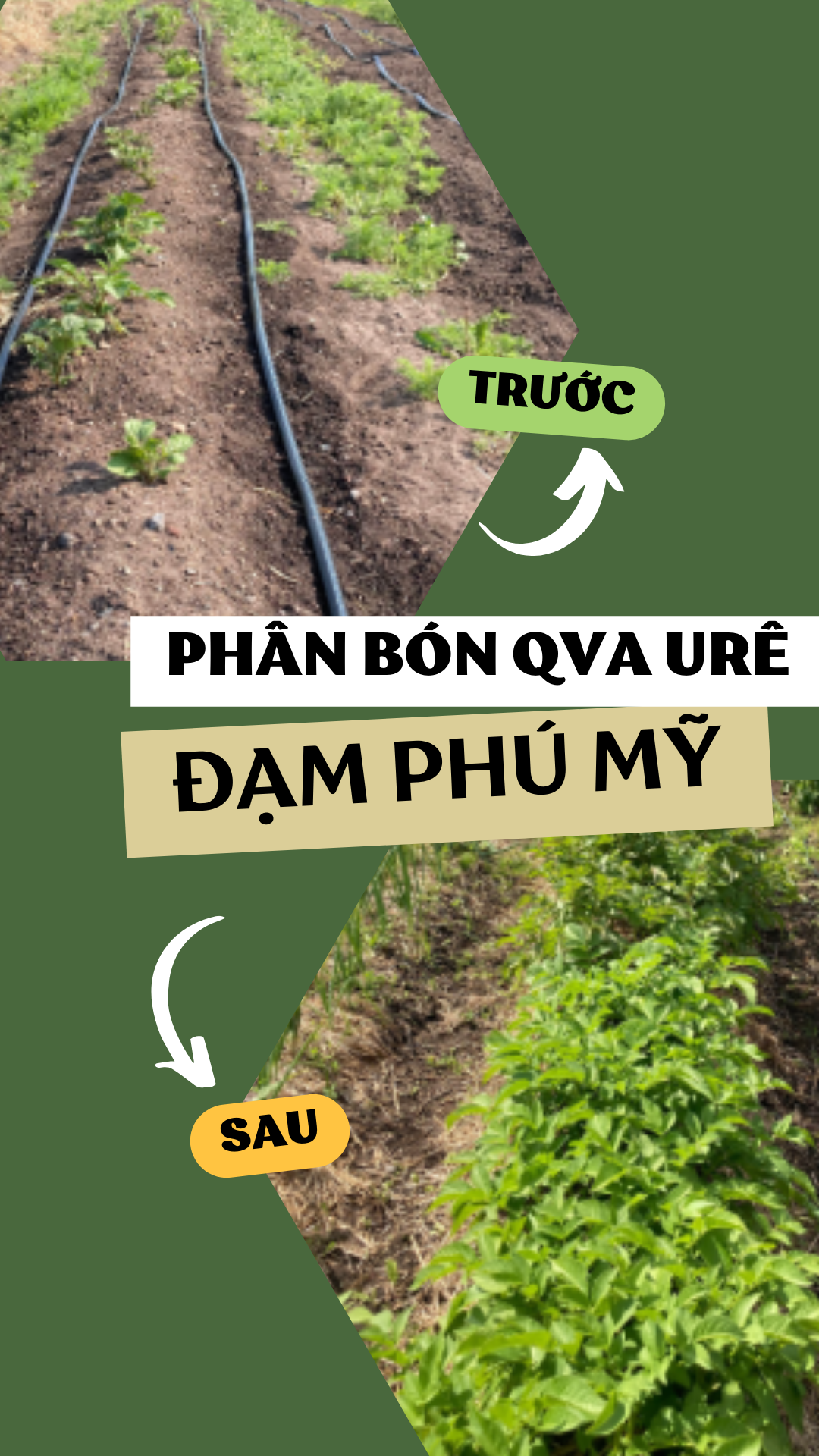 Phân đạm URE PHÚ MỸ (500g - 1KG) - Chuyên Rau Màu Hoa Cây Cảnh