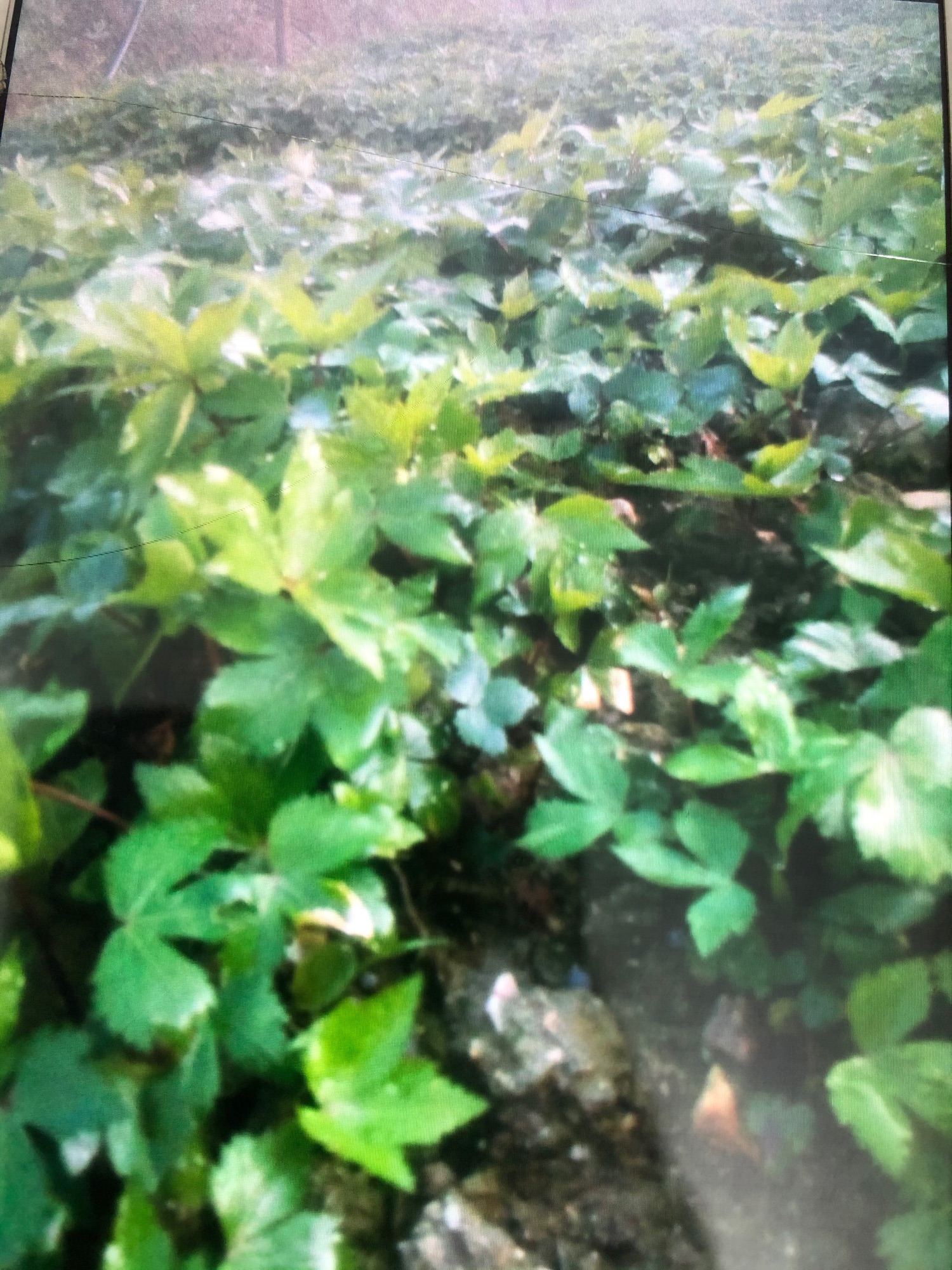 Cây giống sâm đương quy