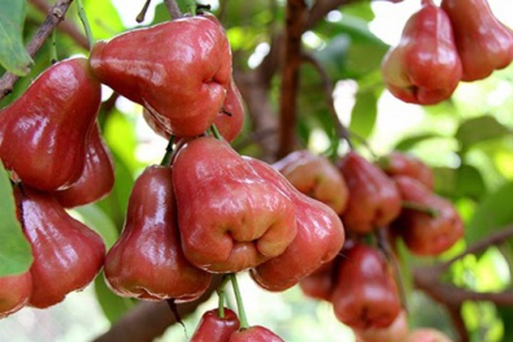 CÂY GIỐNG ROI ĐỎ THÁI LAN SIÊU NGON SIÊU QUẢ