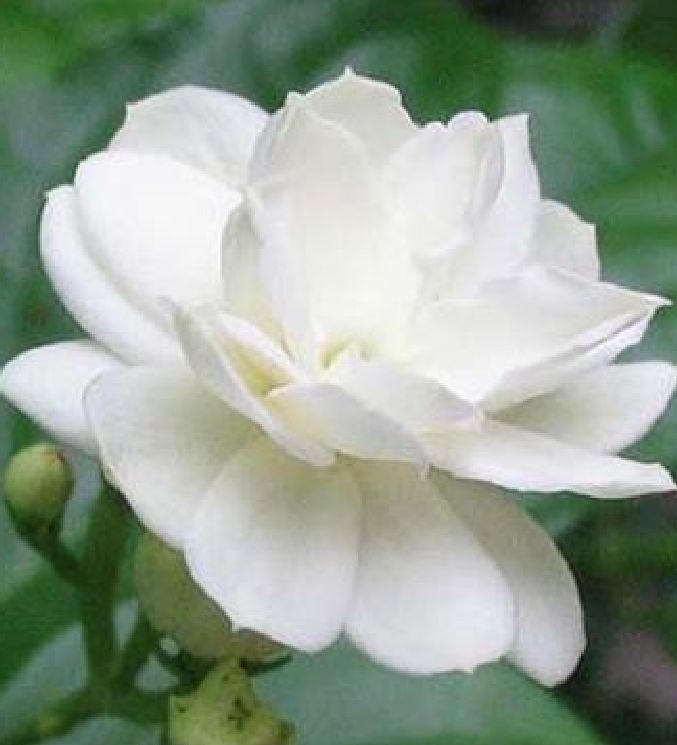 Hạt giống hoa nhài ( hoa lài) - 1 gói 10 hạt
