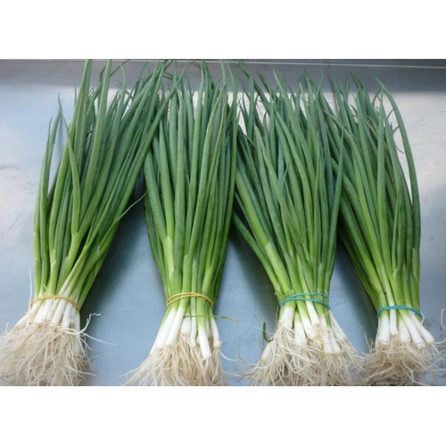 Hạt giống hành lá gốc trắng - gói 2 gram