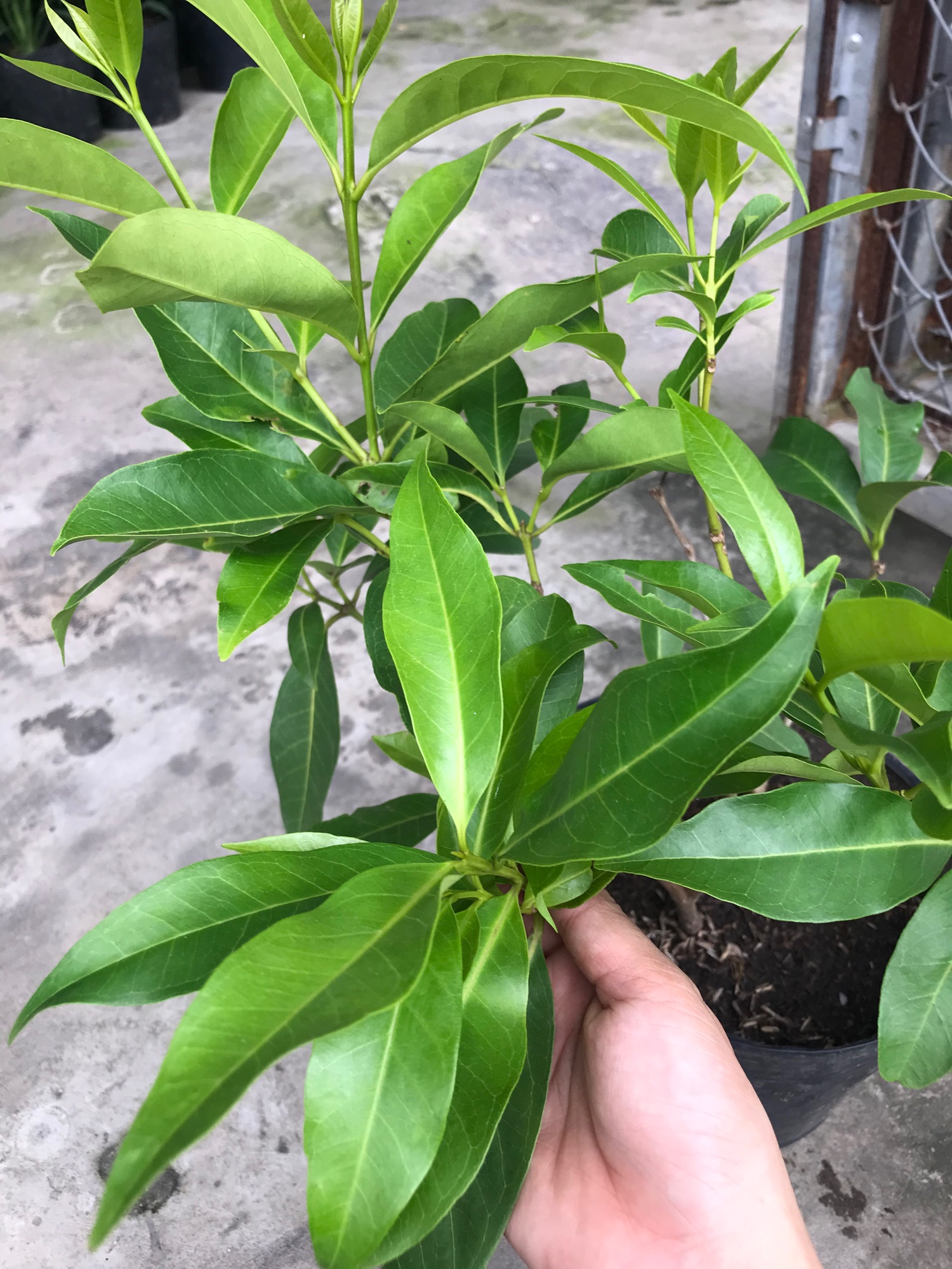 Cây lá vối + tặng phân bón cho cây mau lớn