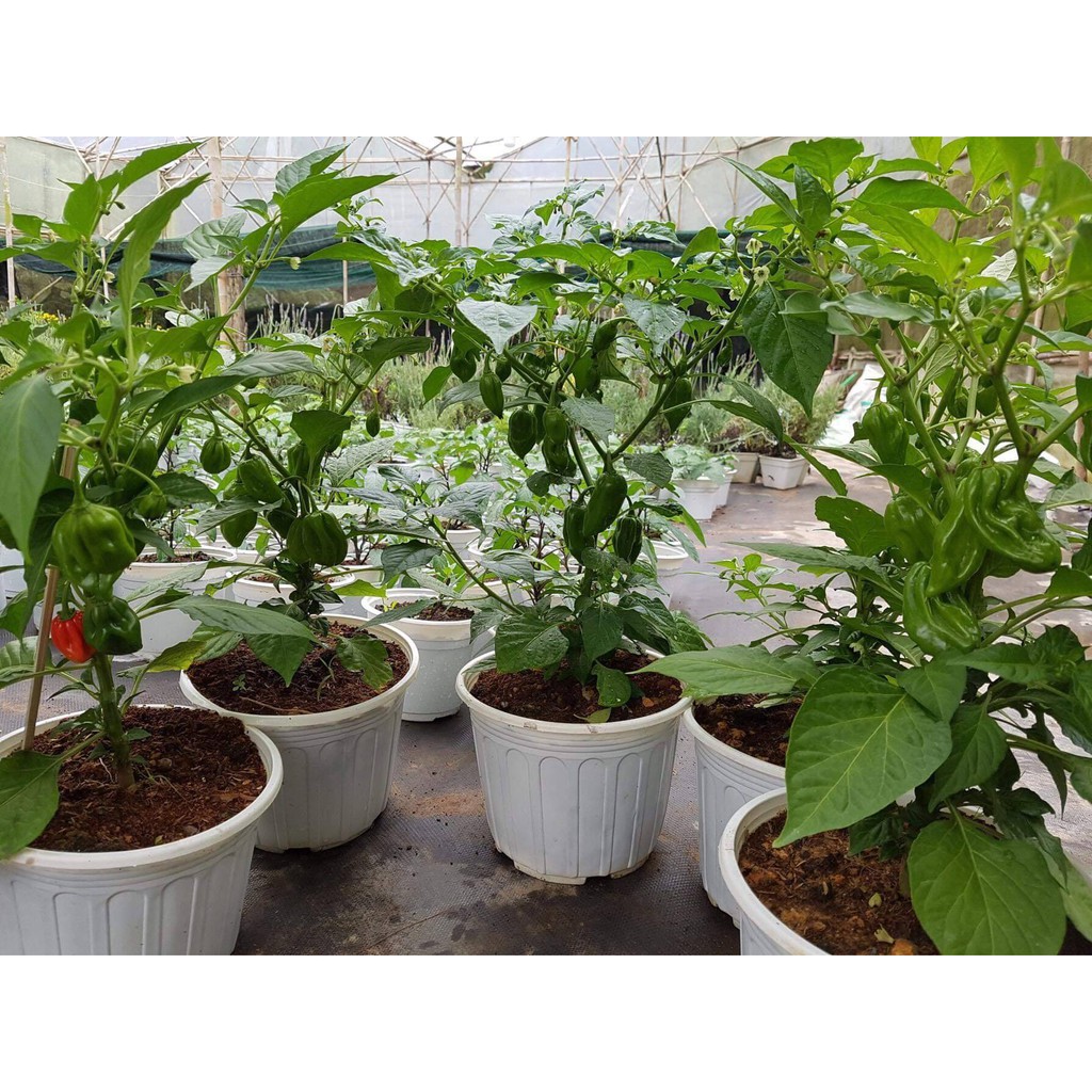 HẠT GIỐNG ỚT SIÊU CAY HABANERO
