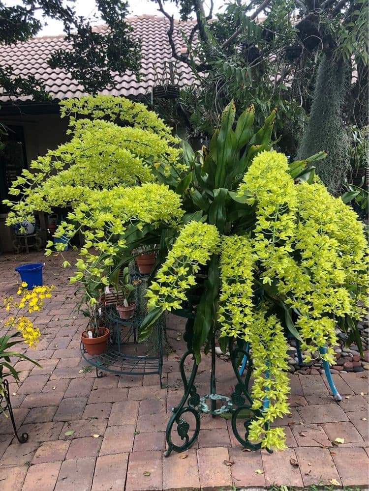 HOA LAN DENRO VŨ NỮ HOÀNG HẬU XANH