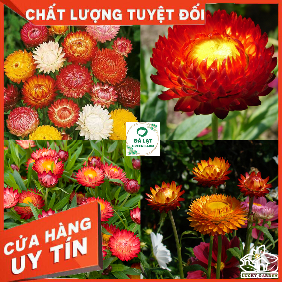 100H_Hạt giống hoa Bất Tử Mix màu