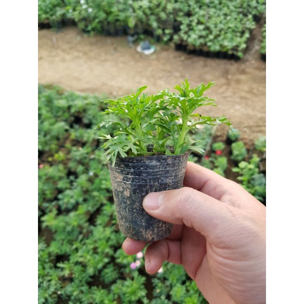 Cúc hoạ mi thân gỗ (cây giống)