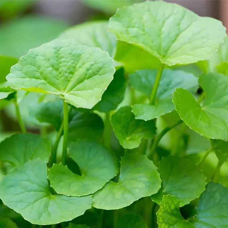 Hạt giống rau má lá nhỏ 1gram