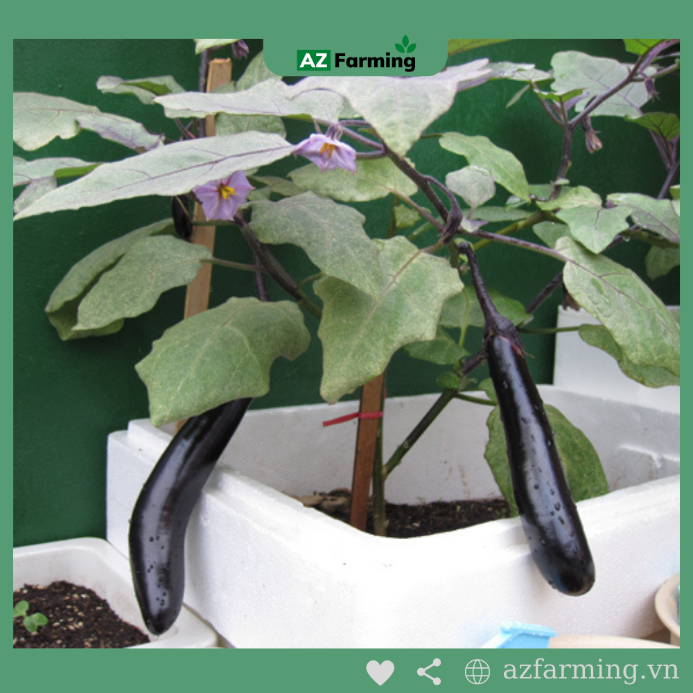 Hạt Giống Cà Tím Quả Dài - Gói 200 Hạt - AZ Farming