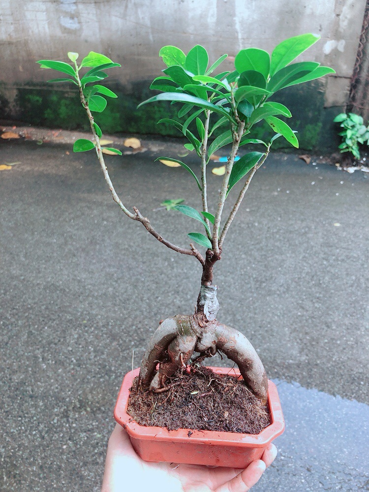 Cây Si Bonsai