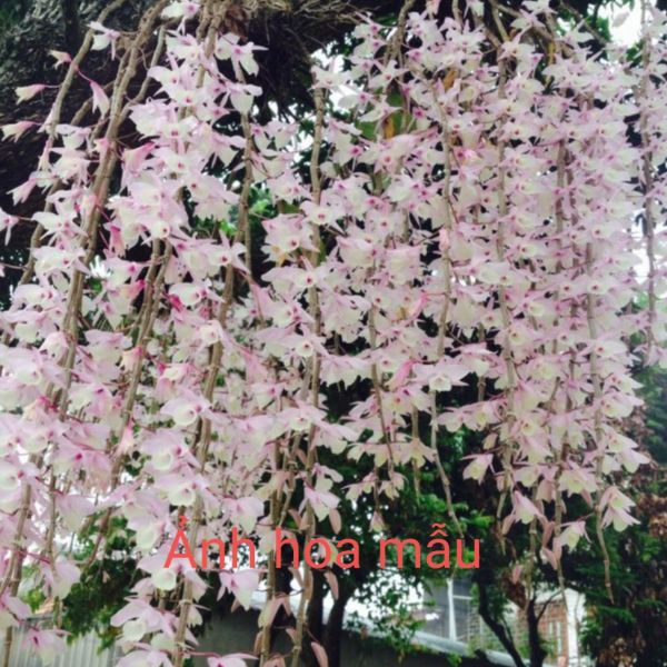 Phong lan Hạc vỹ