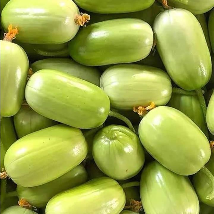 Hạt giống dưa chuột ngọc nữ siêu trái-20 hạt-gieo trồng quanh năm