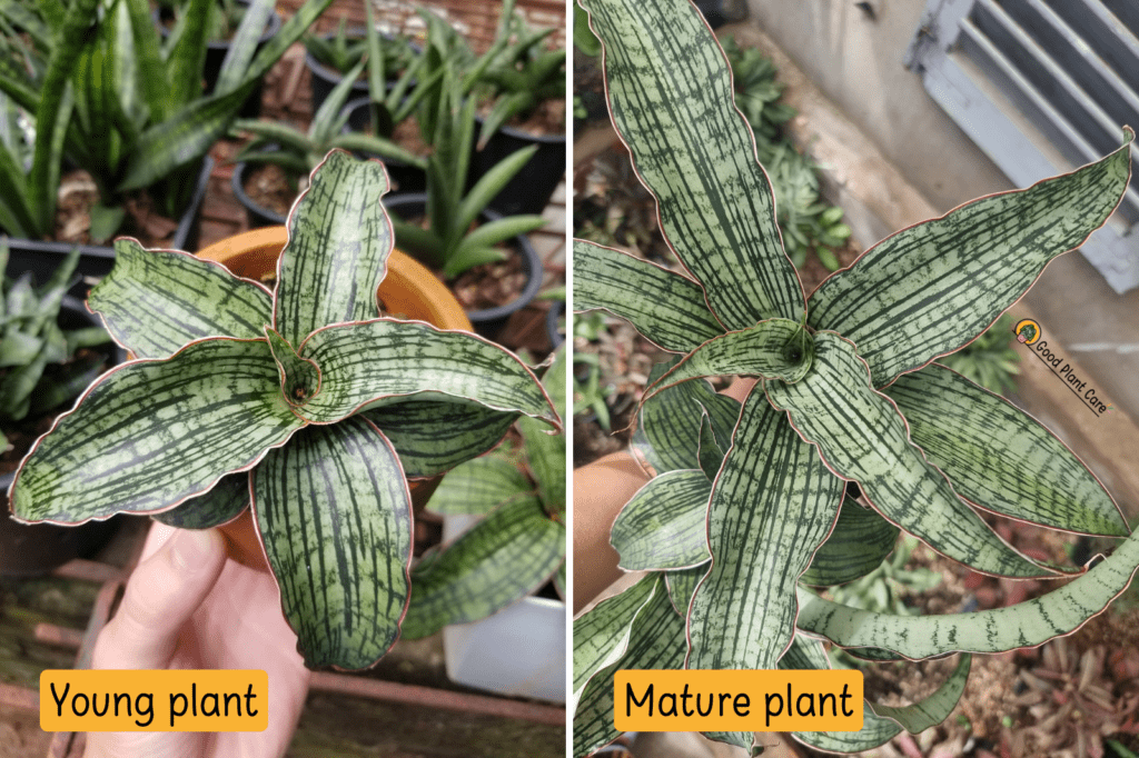 Cây lưỡi hổ Cleopatra - Sansevieria Cleopatra