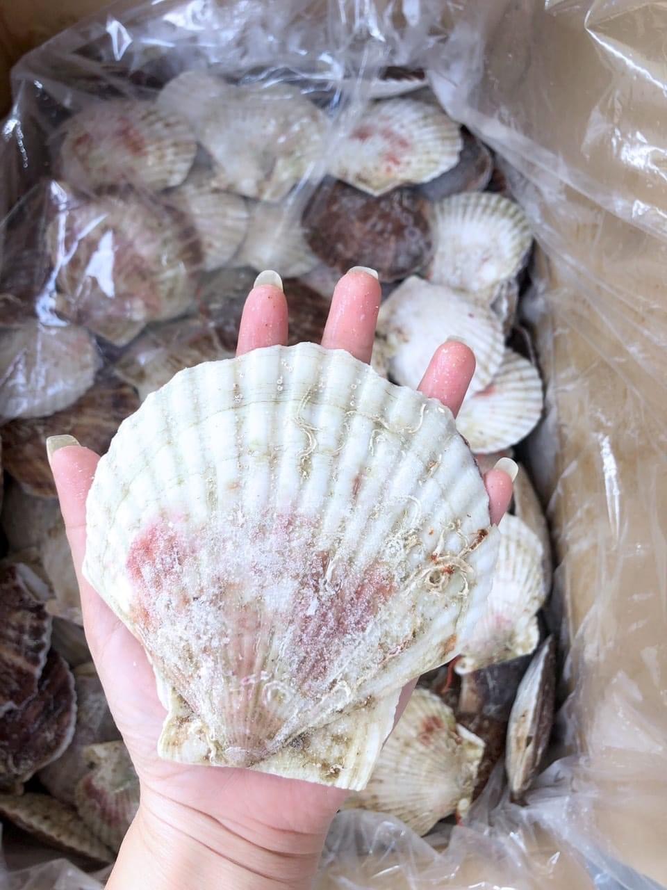 ￼Sò điệp Nhật nguyên Con 1kg (7-10 con giao tphcm)