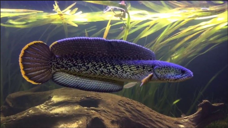 Fishton Water Treatment Microorganisms Quickly Clean Water and Eliminate Fishy Odors from Channa, Dragonfish, and Red Snapper.